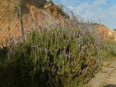Lavandula dentata