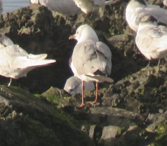 Chroicocephalus cirrocephalus poiocephalus