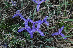 Iris ruthenica