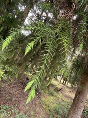 Cryptomeria japonica