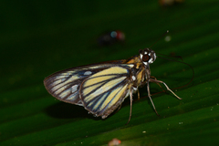 Carystus superbiens