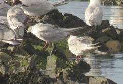 Sterna hirundo hirundo