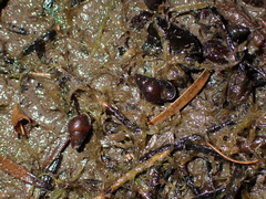 Potamopyrgus estuarinus
