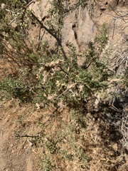 Adesmia confusa