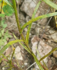 Coleosporium senecionis