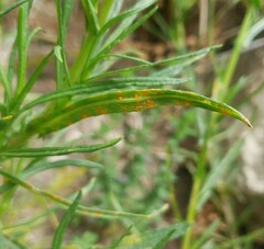 Coleosporium senecionis