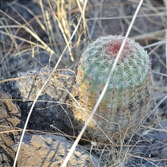 Echinocereus pectinatus pectinatus