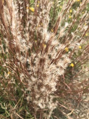 Schizachyrium littorale