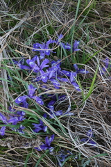 Iris ruthenica