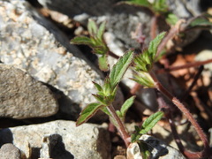 Galeopsis ladanum