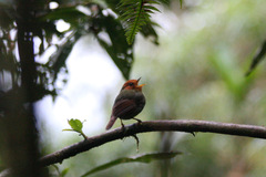 Pseudotriccus ruficeps