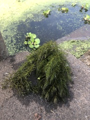 Ceratophyllum demersum