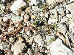 Galeopsis ladanum