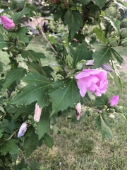 Hibiscus syriacus