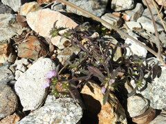 Galeopsis ladanum