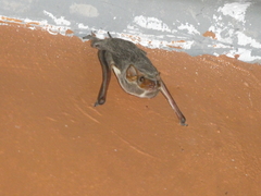 Taphozous mauritianus