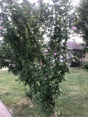 Hibiscus syriacus