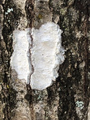 Cryptothecia striata