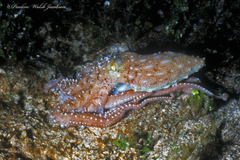 Callistoctopus macropus