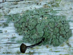 Chaenotheca trichialis