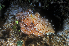 Callistoctopus macropus