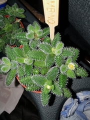 Delosperma echinatum