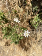 Moscharia pinnatifida