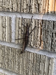 Anisomorpha ferruginea