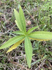 Asclepias perennis