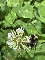 Bombus flavidus flavidus