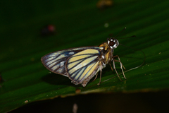 Carystus superbiens
