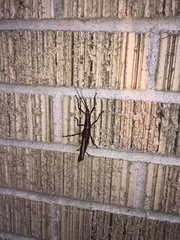 Anisomorpha ferruginea