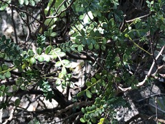 Zanthoxylum beecheyanum