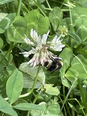 Bombus flavidus flavidus