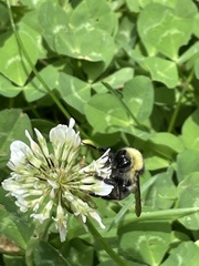 Bombus flavidus flavidus