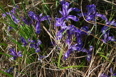 Iris ruthenica