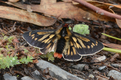 Metardaris cosinga