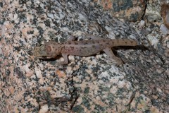 Phyllodactylus unctus