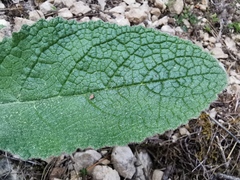 Verbascum boerhavii