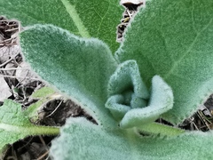 Verbascum boerhavii