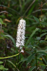 Actaea simplex