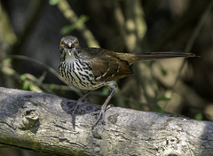 Toxostoma longirostre