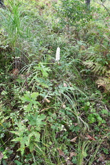 Actaea simplex