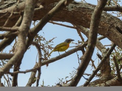 Telophorus sulfureopectus