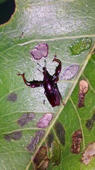 Euscelus