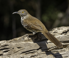 Toxostoma longirostre