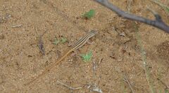 Meroles squamulosus