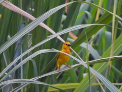 Ploceus castaneiceps