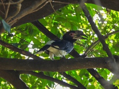 Bycanistes bucinator