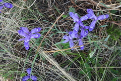 Iris ruthenica